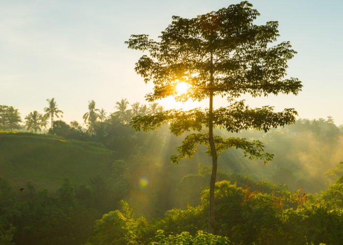 Conservación natural y energía renovable, una innovadora solución para proteger la biodiversidad.  